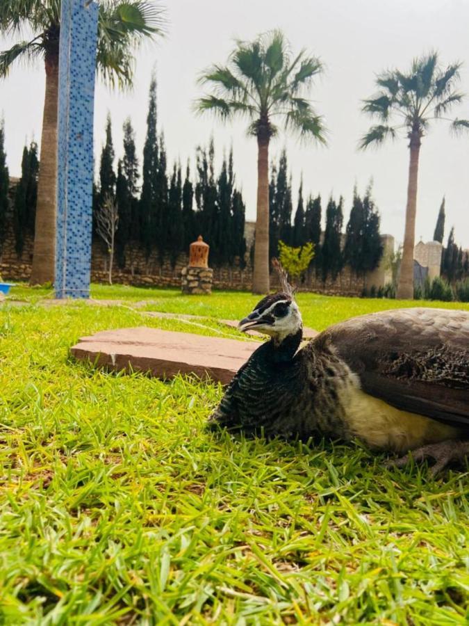 Dar Ayman Essaouira Hotel Ngoại thất bức ảnh